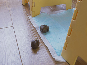 屁とうんこを残して去って行った訳あり素人さん達　サンプル画像10